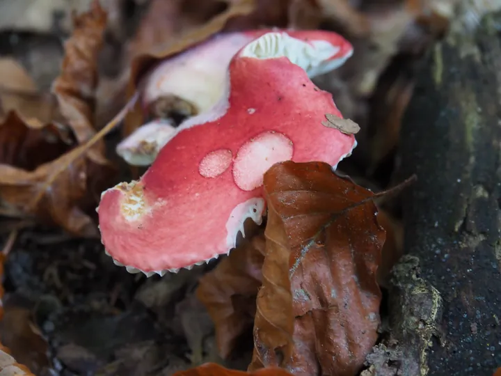 Vagevuurbos an Lippensgoed-Bulskampveld (Belgium)